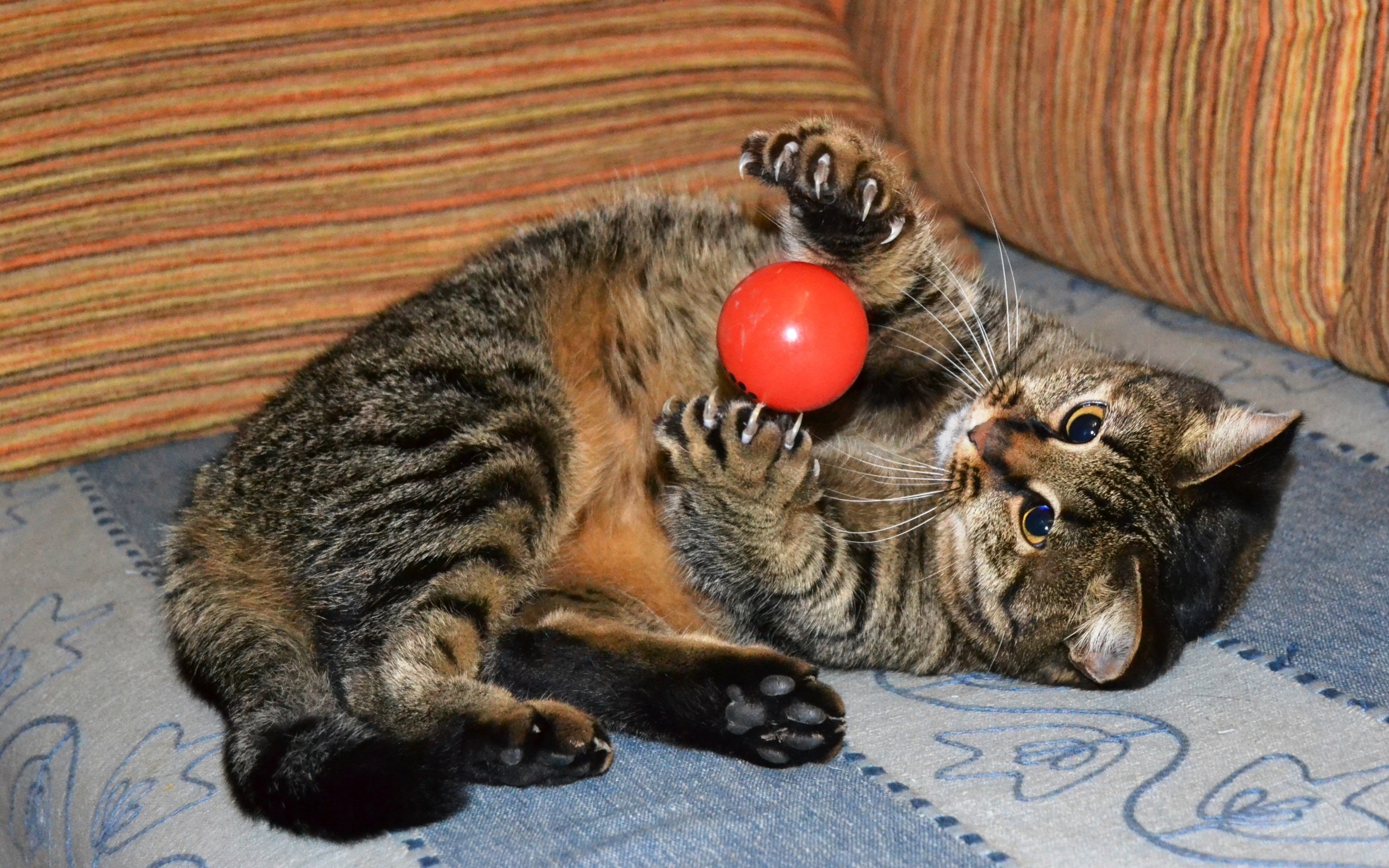 Cat Playing with Ball