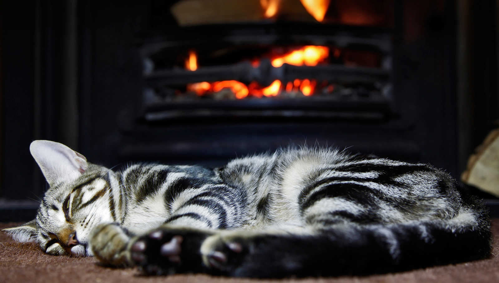 Cat by Fireplace